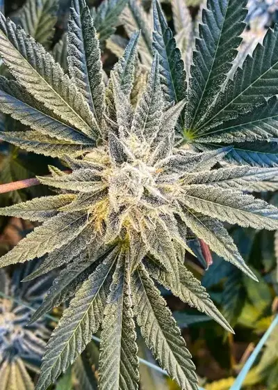 Gorilla Glue #1 by GG strains, Photoperiod cannabis strain