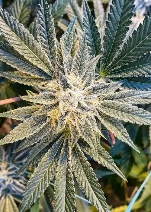 Gorilla Glue #1 by GG strains, Photoperiod cannabis strain