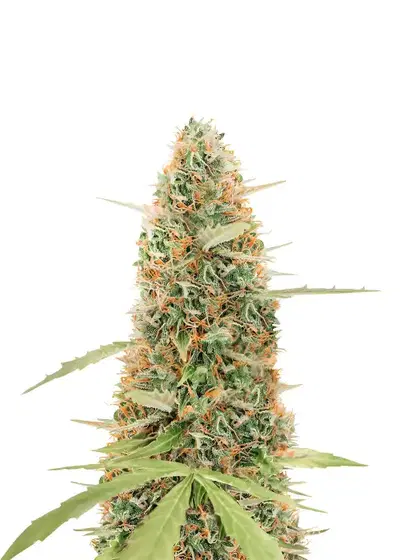 Gorilla Glue #4 Auto by Herbies USA Express, Autoflower cannabis strain