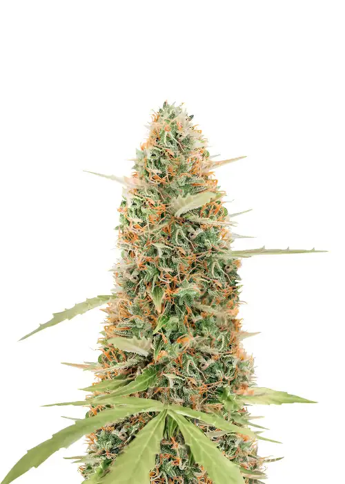 Gorilla Glue #4 Auto by Herbies USA Express, Autoflower cannabis strain