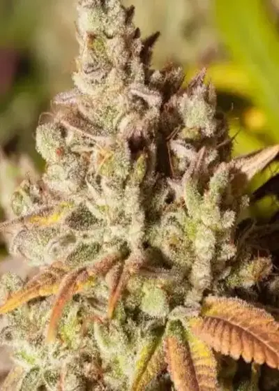 Gorilla Glue #4 Feminized by Niagara Seed Bank, Photoperiod cannabis strain