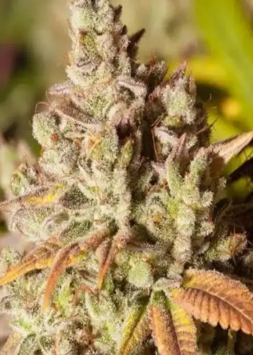 Gorilla Glue #4 Feminized by Niagara Seed Bank, Photoperiod cannabis strain