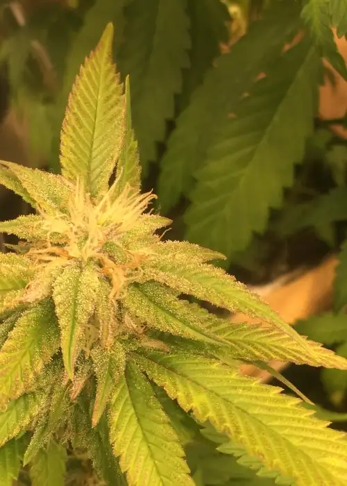 Gorilla Glue #4 by Mediseed Man, Photoperiod cannabis strain