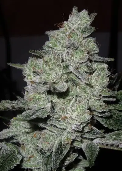 Gorilla Glue #5 by GG strains, Photoperiod cannabis strain