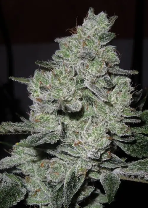 Gorilla Glue #5 by GG strains, Photoperiod cannabis strain