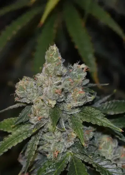 Gorilla Glue Auto by Tanie Sianie, Autoflower cannabis strain
