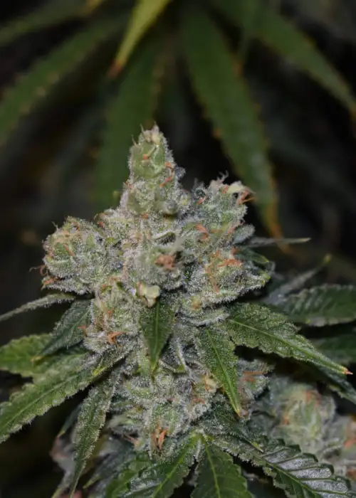 Gorilla Glue Auto by Tanie Sianie, Autoflower cannabis strain