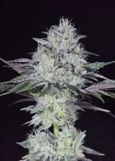 Gorilla Glue Autoflower by Dutchfem, Autoflower cannabis strain