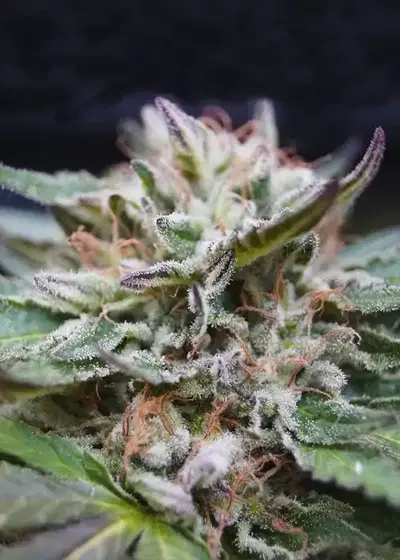 Gorilla Glue Faster by BSF Seeds, Photoperiod cannabis strain