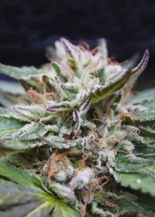 Gorilla Glue Faster by BSF Seeds, Photoperiod cannabis strain