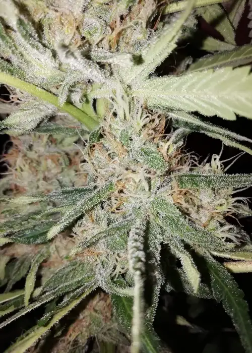 Gorilla Glue XL by Dutchfem, Photoperiod cannabis strain