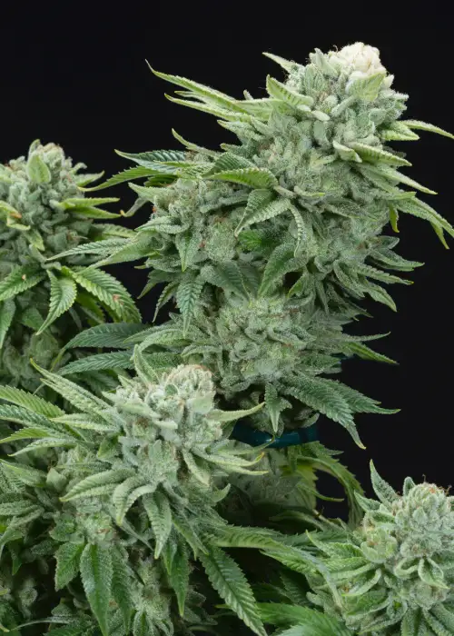 Gorilla Glue by Feminised Seeds Company, Photoperiod cannabis strain