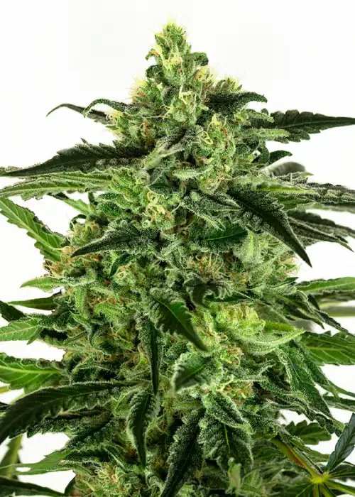 Gorilla Haze by WeedSeedShop, Photoperiod cannabis strain