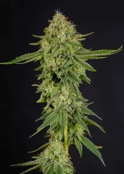 Gorilla Kim Autoflower by President Seeds, Autoflower cannabis strain