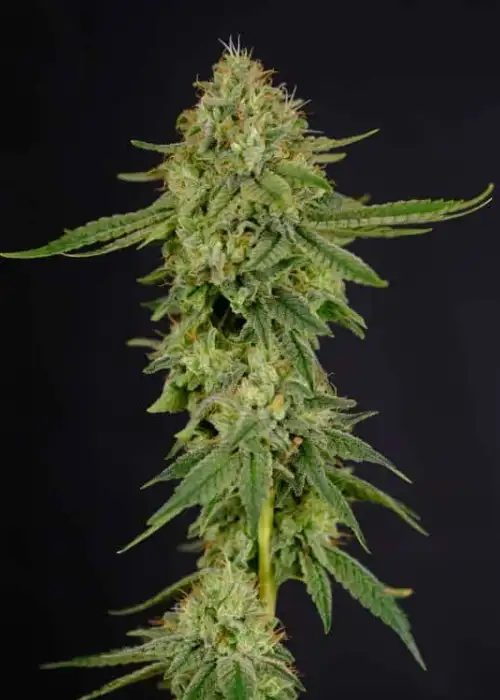 Gorilla Kim Autoflower by President Seeds, Autoflower cannabis strain