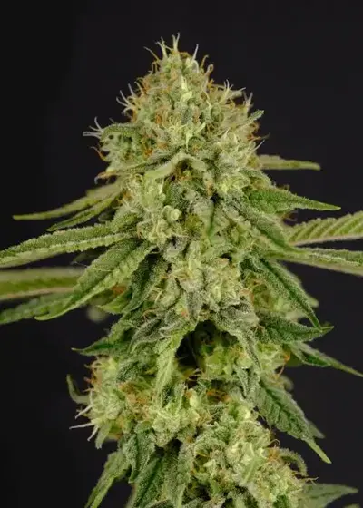 Gorilla Kim by President Seeds, Photoperiod cannabis strain
