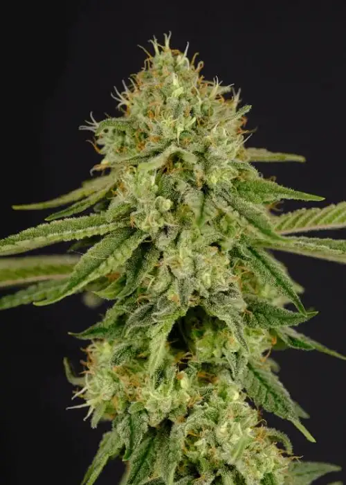 Gorilla Kim by President Seeds, Photoperiod cannabis strain