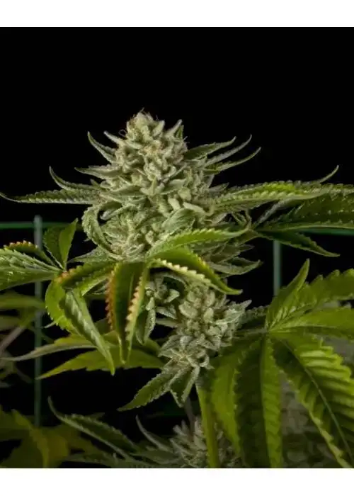 Gorilla Kush by Eurogrow, Photoperiod cannabis strain