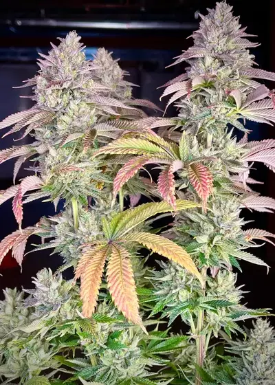 Gorilla Melon™ by Fast Buds, Photoperiod cannabis strain