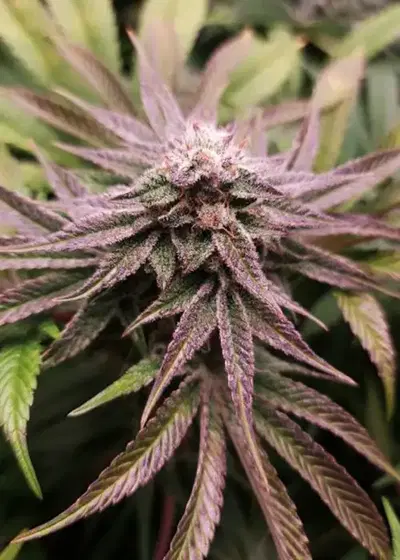 Gorilla Rainbow by BSF Seeds, Photoperiod cannabis strain