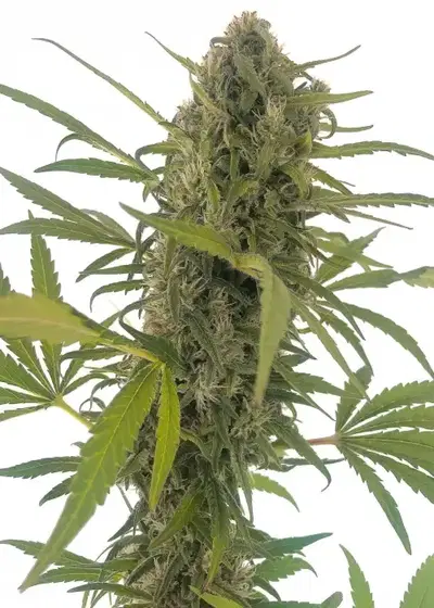 Gorilla Snow Ultra CBD by Elite Seeds, Photoperiod cannabis strain