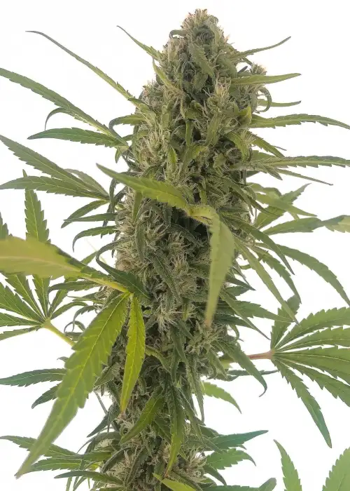 Gorilla Snow Ultra CBD by Elite Seeds, Photoperiod cannabis strain