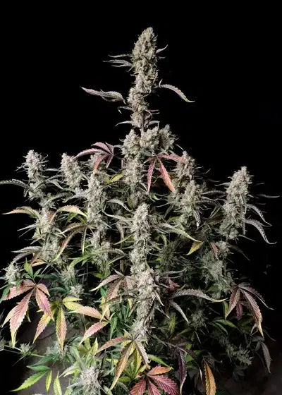 Gorilla Z Auto by Fast Buds, Autoflower cannabis strain