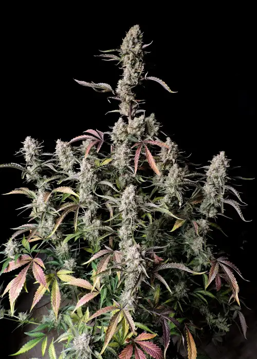 Gorilla Z Auto by Fast Buds, Autoflower cannabis strain