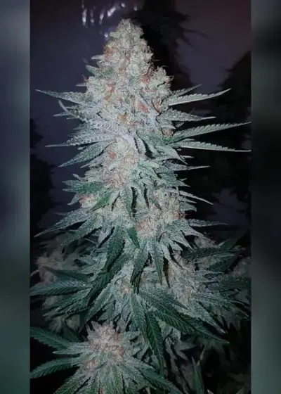 Gorilla Zkittelz by Big Head Seeds, Photoperiod cannabis strain