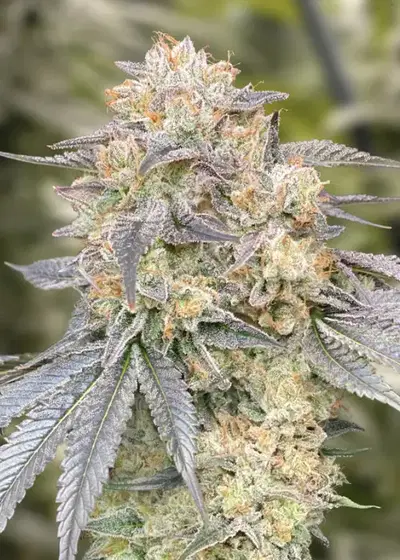 Gorilla Zkittlez Fast by High Speed Buds, Photoperiod cannabis strain