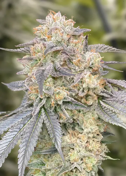 Gorilla Zkittlez Fast by High Speed Buds, Photoperiod cannabis strain