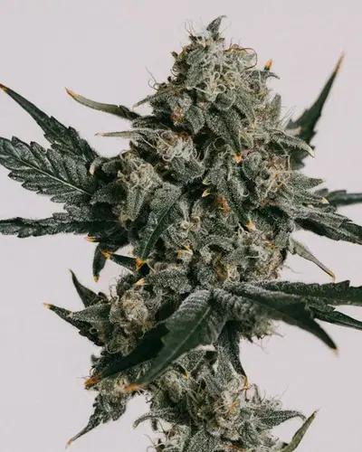 Gorilla Zkittlez cannabis strain