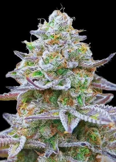Gorilla Zkittlez by Dutch-Headshop Seeds, Photoperiod cannabis strain