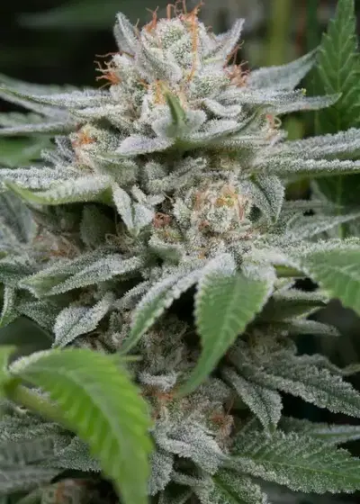 Gorilla by Dinafem, Photoperiod cannabis strain