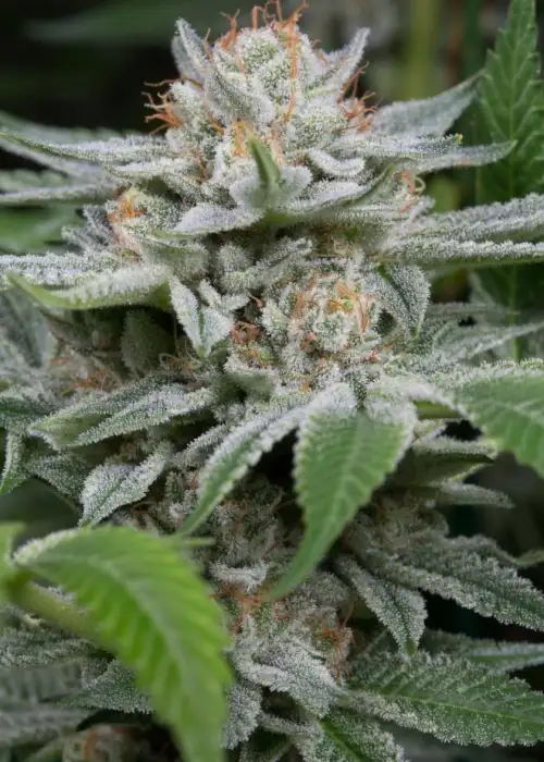 Gorilla by Dinafem, Photoperiod cannabis strain