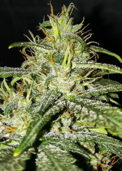 Gorrila Glue #4 Auto (Expert Gorilla Auto) by Expert Seeds, Autoflower cannabis strain