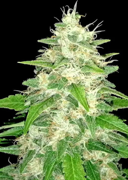 Gorrila Glue #4 (Expert Gorilla) by Expert Seeds, Photoperiod cannabis strain