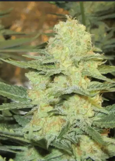 Gorrila Glue #4 × White Widow by Expert Seeds, Photoperiod cannabis strain