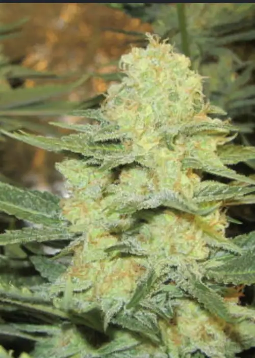 Gorrila Glue #4 × White Widow by Expert Seeds, Photoperiod cannabis strain