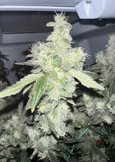 GovernMint Oasis by Purple City Genetics, Photoperiod cannabis strain