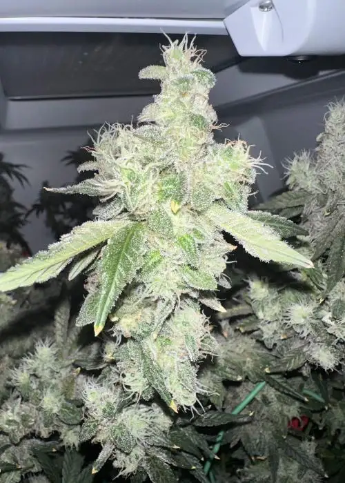 GovernMint Oasis by Purple City Genetics, Photoperiod cannabis strain