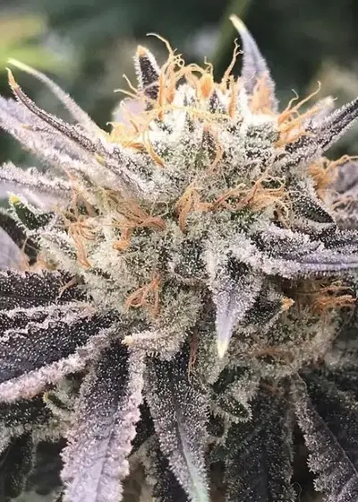 Gran Champagne by Twenty20, Photoperiod cannabis strain