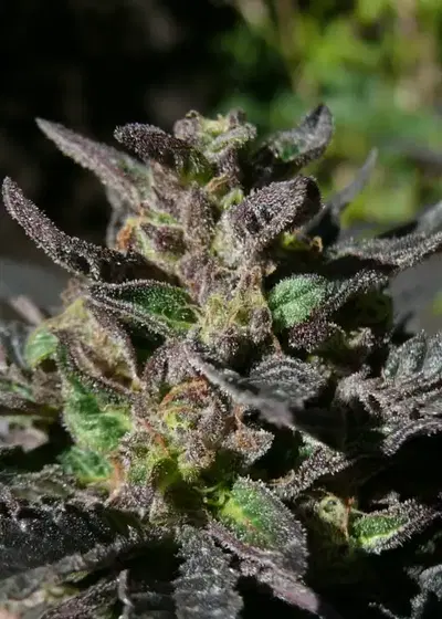 Grand Daddy Purp by Grand Daddy Purp, Photoperiod cannabis strain