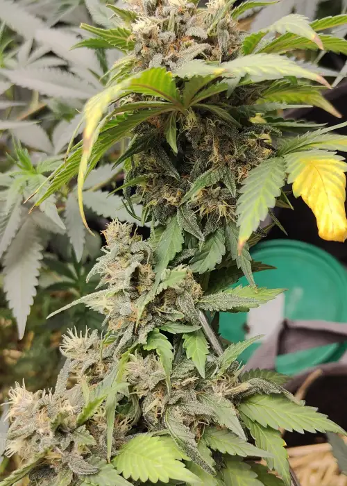 Grand Daddy Purple AutoFlower by Beaver Seeds, Autoflower cannabis strain