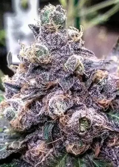 Grand Daddy Purple by ILGM, Photoperiod cannabis strain