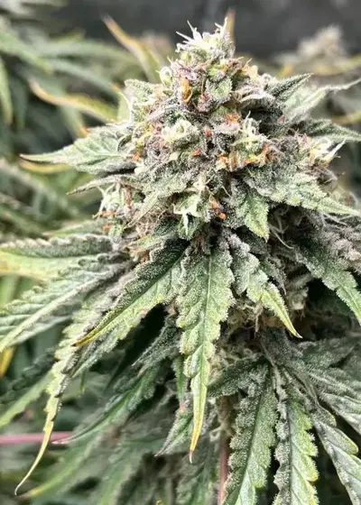 Grand Exchange by Speedrun Seeds, Autoflower cannabis strain
