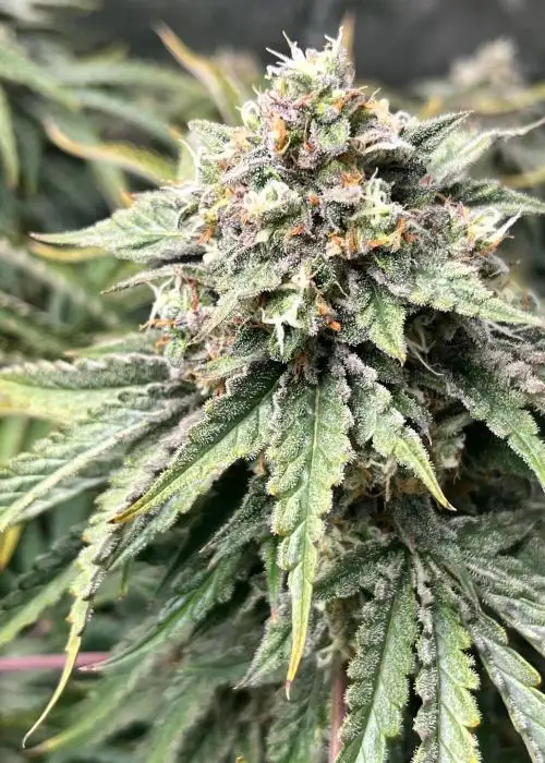 Grand Exchange by Speedrun Seeds, Autoflower cannabis strain