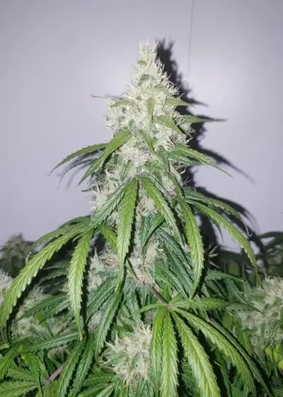 Grand Heft Auto by Dr. Krippling, Autoflower cannabis strain