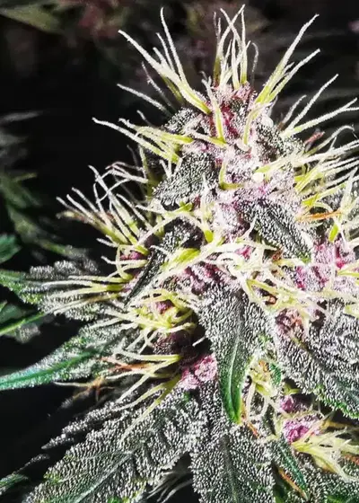 Grand Larry Purps Auto by Aztech, Autoflower cannabis strain