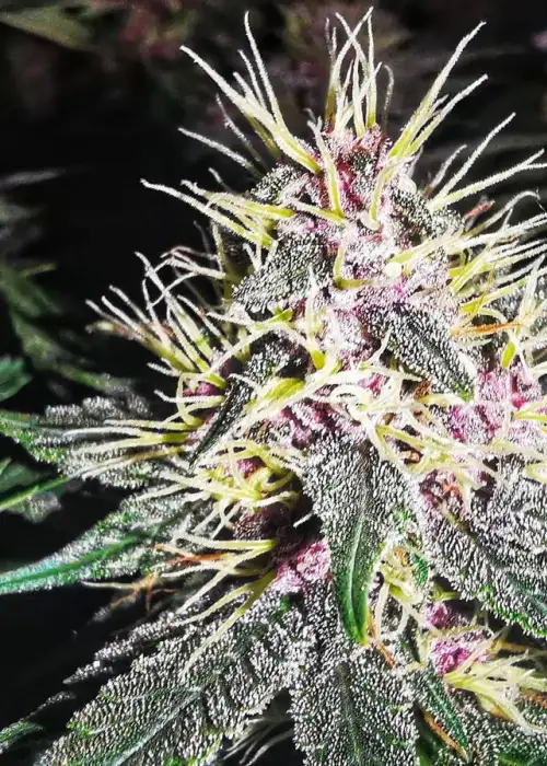 Grand Larry Purps Auto by Aztech, Autoflower cannabis strain